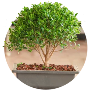 Bonsai Plants