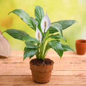 Peace Lily - Gift Plant