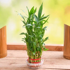 3 Layer Lucky Bamboo
