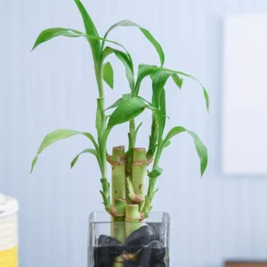 Lucky Bamboo Plant