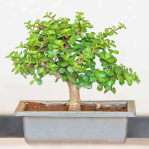 Jade Bonsai - Plant