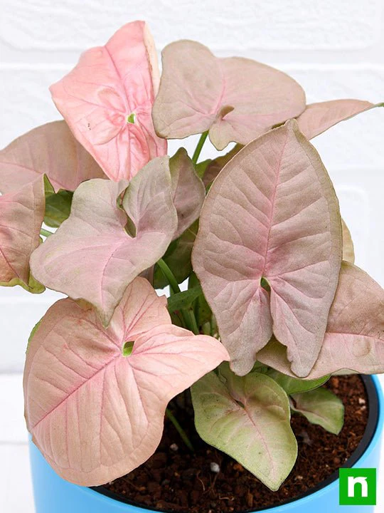 Syngonium - Plant - Image 3