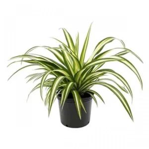 Chlorophytum - Plant