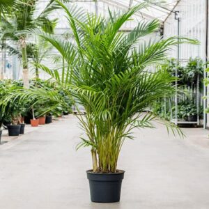 Areca Palm Plant