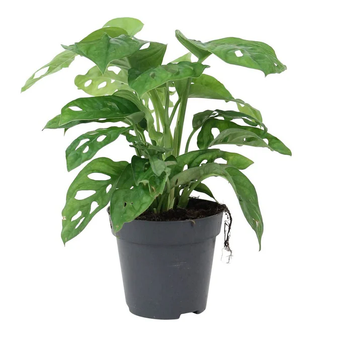 Monstera - Plant - Image 2