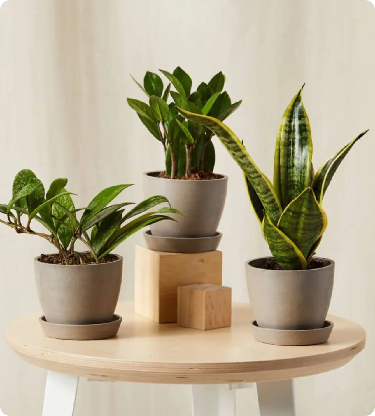 Potted Plants