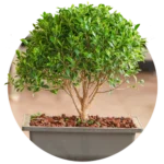 Bonsai Plants