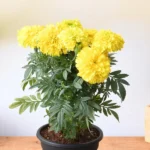 Outdoor Plants