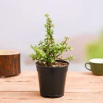 Indoor Plants